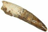 Fossil Spinosaurus Tooth - Real Dinosaur Tooth #305840-1